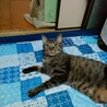 うえすと西