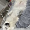 ならかい