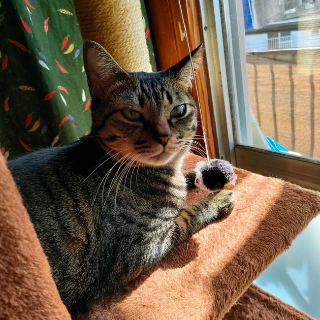 うえすと西のカバー写真