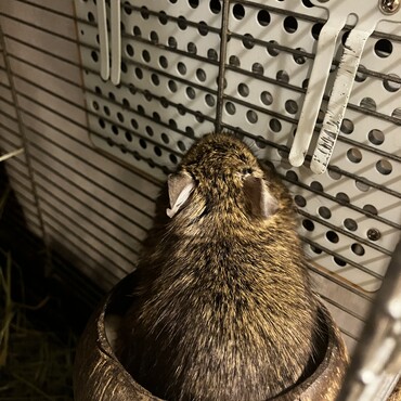上の子のペット　飼い主に似て大体ぐうたらしてる　よく散歩中にタンスを噛もうとして怒られてる