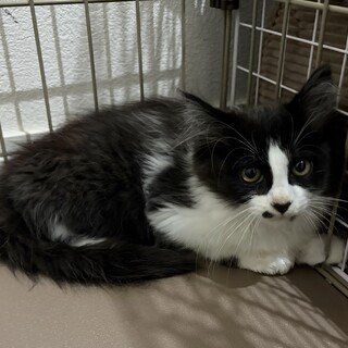 地域猫の子猫３匹　捕獲順に　①あいなちゃん
