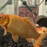 金魚6匹、カワムツ３匹 (個別譲渡可) サムネイル6