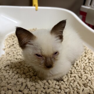 シャム猫柄のこねこです