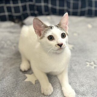 つぶらなおめめがキュートなキティちゃん