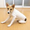 クリームちゃん サムネイル3