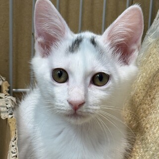 頭のてっぺんの模様が可愛い白猫くん