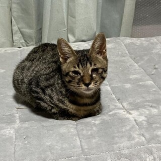 甘えん坊　こたろう
