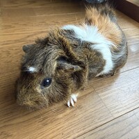 くぅちゃん