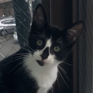 黒白子猫ちゃん、約2ヶ月、里親募集しています