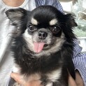 小ちゃくて甘えん坊な2歳のチワワ女子