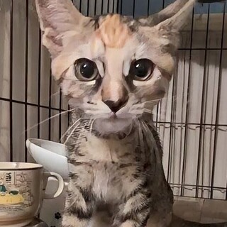 モヒカン柄のキュート女子♡