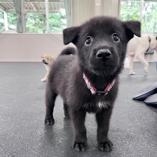 とても幼いフレンドリーな子犬