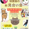 9/6譲渡会】おっとりマイペースなホイップちゃん サムネイル7