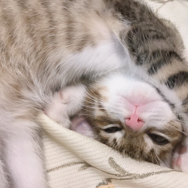 まりぶちゃんのカバー写真