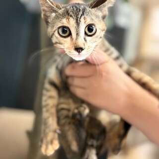 慎重派の美猫★ぼたん(姉妹での譲渡優先)
