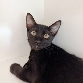 【ジジくん】控えめな子猫ちゃん♡