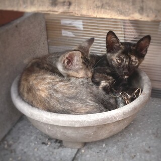 【生後2ヶ月】子猫の里親募集中！