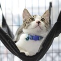 11/1.譲渡会】ベタベタの甘えんぼ♡ラッキー君
