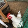 ニワトリ オス 里親募集 サムネイル2