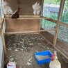ニワトリ オス 里親募集 サムネイル3