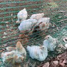 ニワトリ オス 里親募集 サムネイル4