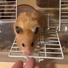 キンクマ長毛種×サテン 里親募集 サムネイル2