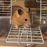 キンクマ長毛種×サテン 里親募集 サムネイル3