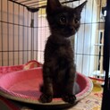 穏やか可愛い黒猫2ヶ月