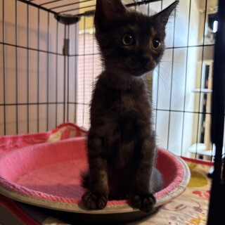 穏やか可愛い黒猫2ヶ月