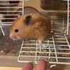 キンクマ長毛種×サテン 里親募集 サムネイル4