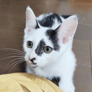 9/6譲渡会】儚そうで実はグイグイ！かすりちゃん