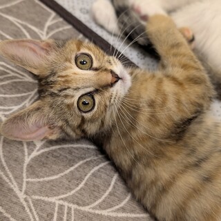 小ちゃな肩乗り猫【ニコ】(2匹ペア優先)