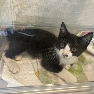 元気な子猫の里親になってくれる方募集しています！