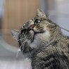 おしゃべり大好き「ナッツ」 サムネイル3