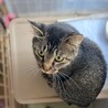 おしゃべり大好き「ナッツ」 サムネイル4