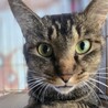 おしゃべり大好き「ナッツ」 サムネイル6