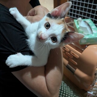 わんぱくな子猫2か月