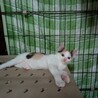 わんぱくな子猫3か月 サムネイル2