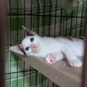 わんぱくな子猫3か月 サムネイル3