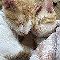 猫ちゃん2匹兄弟！3ヶ月！