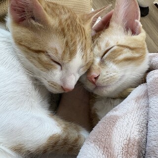 猫ちゃん2匹兄弟！3ヶ月！