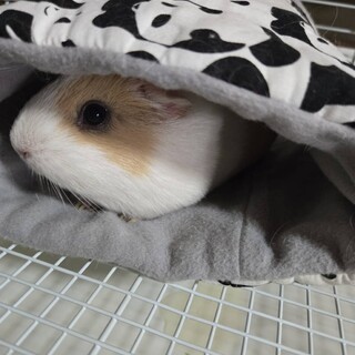 しゅんくんモルモット