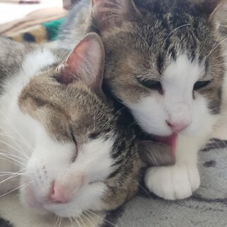 ♥️運命の里親さんをお待ちしております♥️