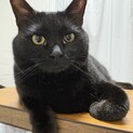 ゴロゴロ転がるのが大好きな黒猫　しずく