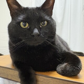 ゴロゴロ転がるのが大好きな黒猫　しずく