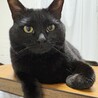 ゴロゴロ転がるのが大好きな黒猫　しずく