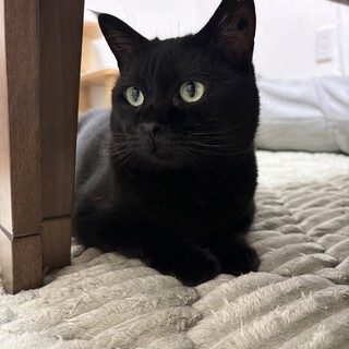 のんびりマイペースな黒猫ちゃん　メル