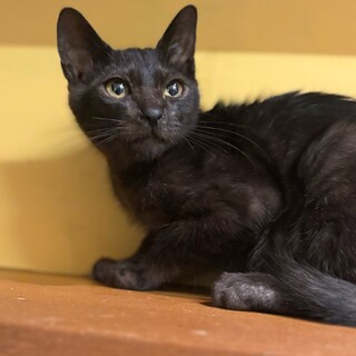 元気いっぱいの黒猫の男の子　瑞