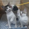 リーフです　　ちょいビビリです サムネイル4