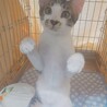 リーフです　　ちょいビビリです サムネイル6